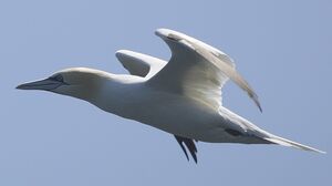Northern Gannet