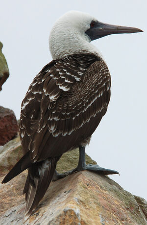 Peruvian Booby
