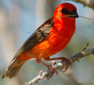 Foudi rouge