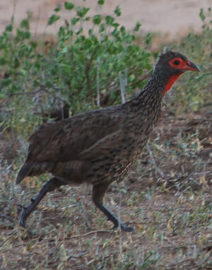 Swainson's Spurfowl