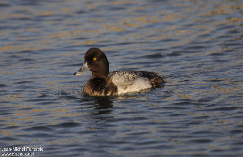 Lesser Scaup male Second year, identification