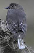 Black-billed Shrike-Tyrant