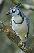 White-throated Magpie-Jay