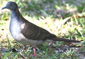 Bar-shouldered Dove