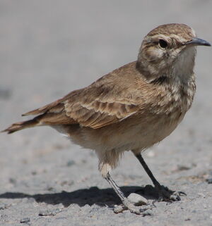 Common Miner