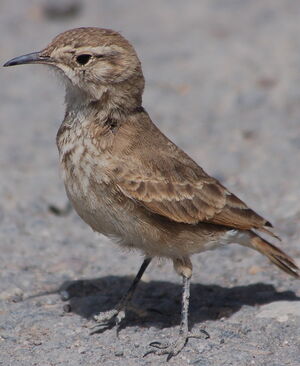 Common Miner