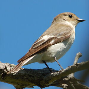 European Pied Flycatcher