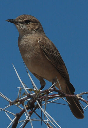Chat Flycatcher