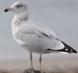 European Herring Gull 
&copy; Jean-Michel Fenerole