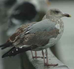European Herring Gull 
&copy; Jean-Michel Fenerole