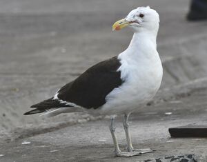 Kelp Gull