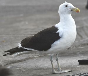 Kelp Gull
