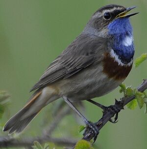 Bluethroat
