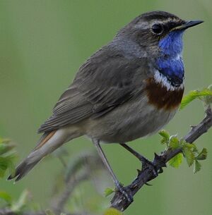 Bluethroat