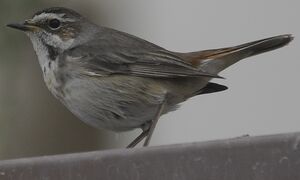 Bluethroat