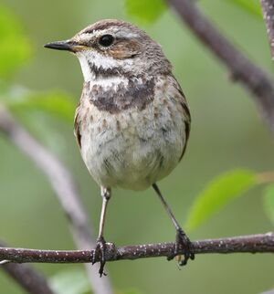 Bluethroat