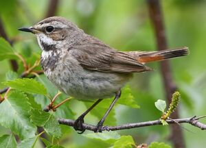 Bluethroat