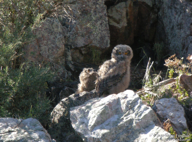 Eurasian Eagle-OwlFirst year, identification