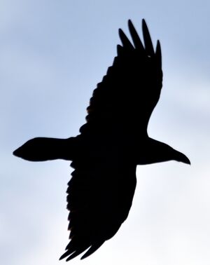 Northern Raven