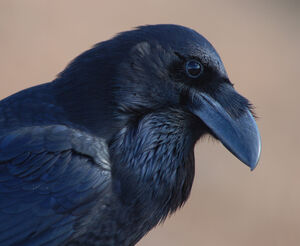 Northern Raven