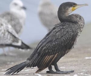 Great Cormorant