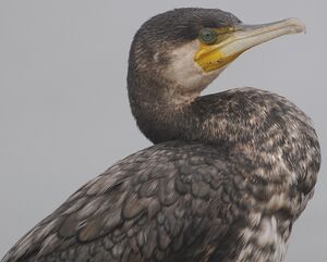 Great Cormorant