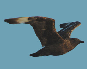 Great Skua 
&copy; Jean-Michel Fenerole