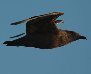 Great Skua 
&copy; Jean-Michel Fenerole