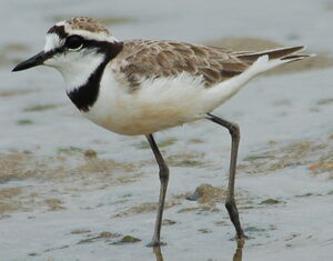 Madagascar Plover