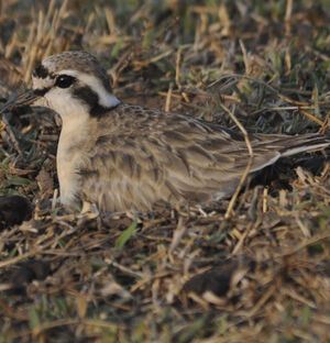 Kittlitz's Plover
