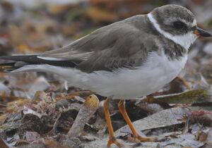 Semipalmated Plover