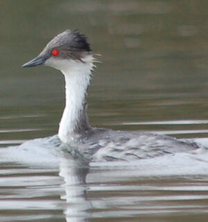 Junin Grebe
