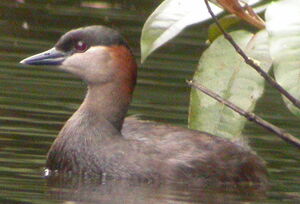 Madagascar Grebe