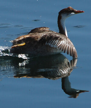 Titicaca Grebe