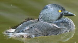 Least Grebe