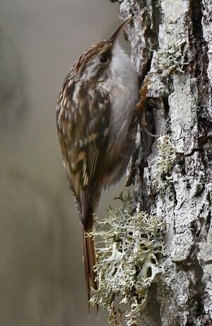Short-toed Treecreeper