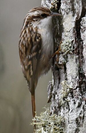 Short-toed Treecreeper