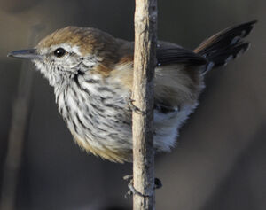 Rusty-backed Antwren