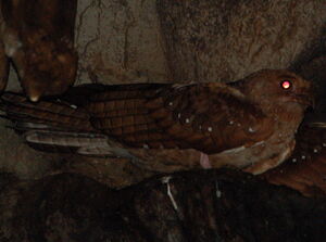 Oilbird