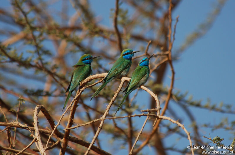 Arabian Green Bee-eater, habitat, pigmentation
