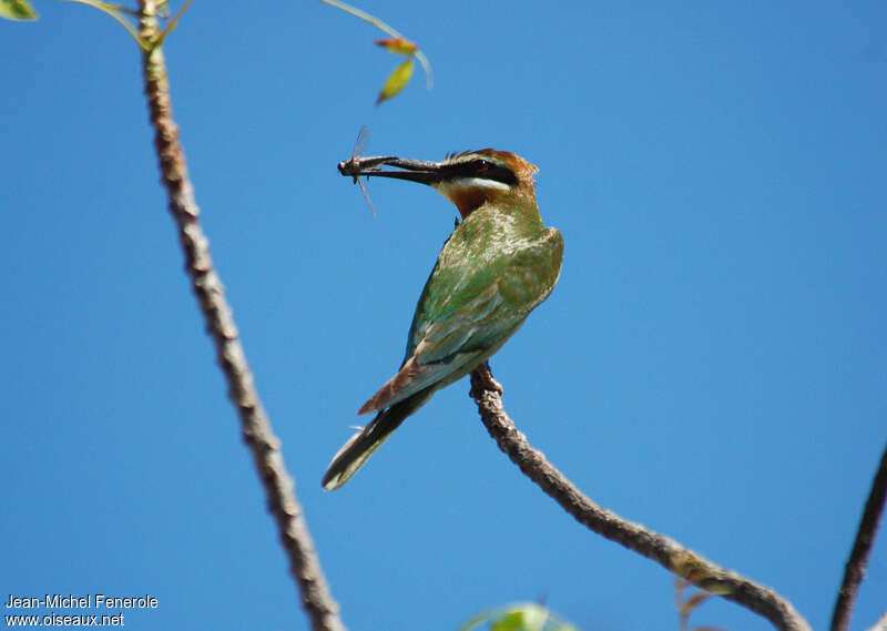 Olive Bee-eater, feeding habits