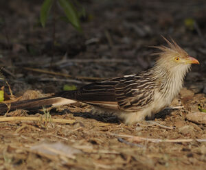 Guira Cuckoo