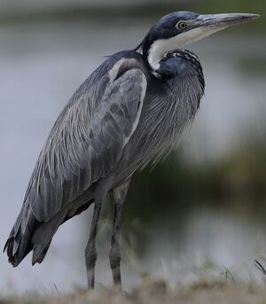 Black-headed Heron