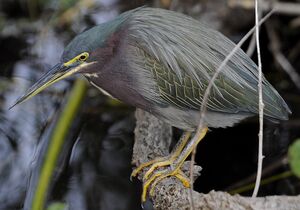 Green Heron 
&copy; Jean-Michel Fenerole