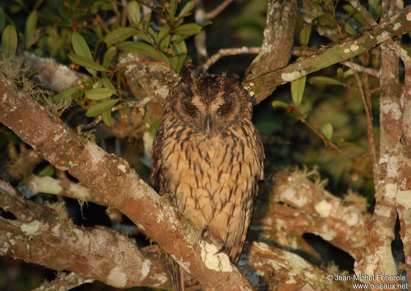 Madagascan Owl male adult