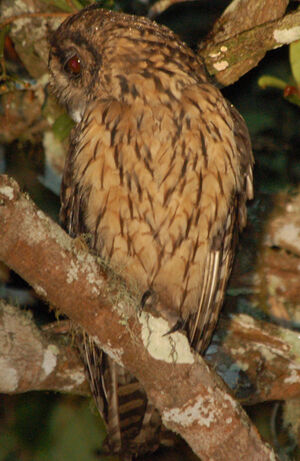 Madagascar Owl