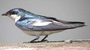 Hirondelle � ailes blanches