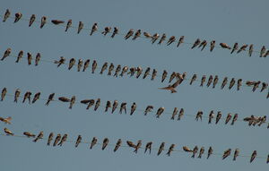 Sand Martin