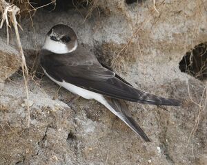 Sand Martin