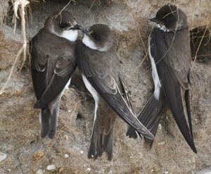 Sand Martin